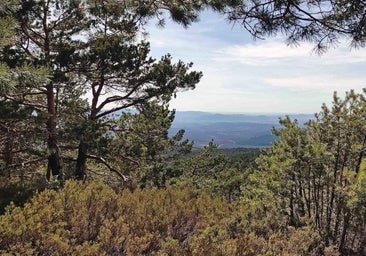 Invierten 446.612 euros para mejorar varias masas forestales de Burgos