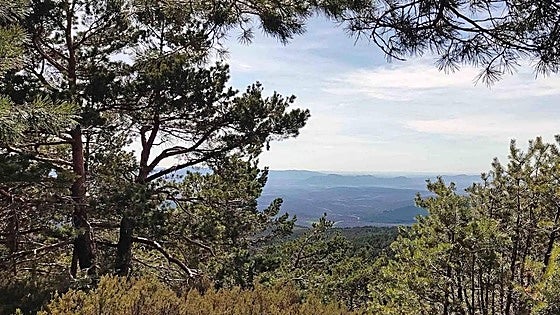 Invierten 446.612 euros para mejorar varias masas forestales de Burgos