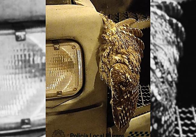 Rescate del búho tras chocar contra un camión en Burgos.