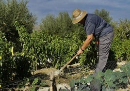 Imagen de archivo de una trabajadora agrícola.