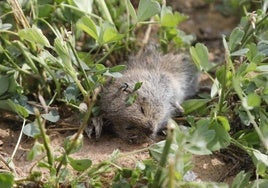 Topillo muerto en un campo.