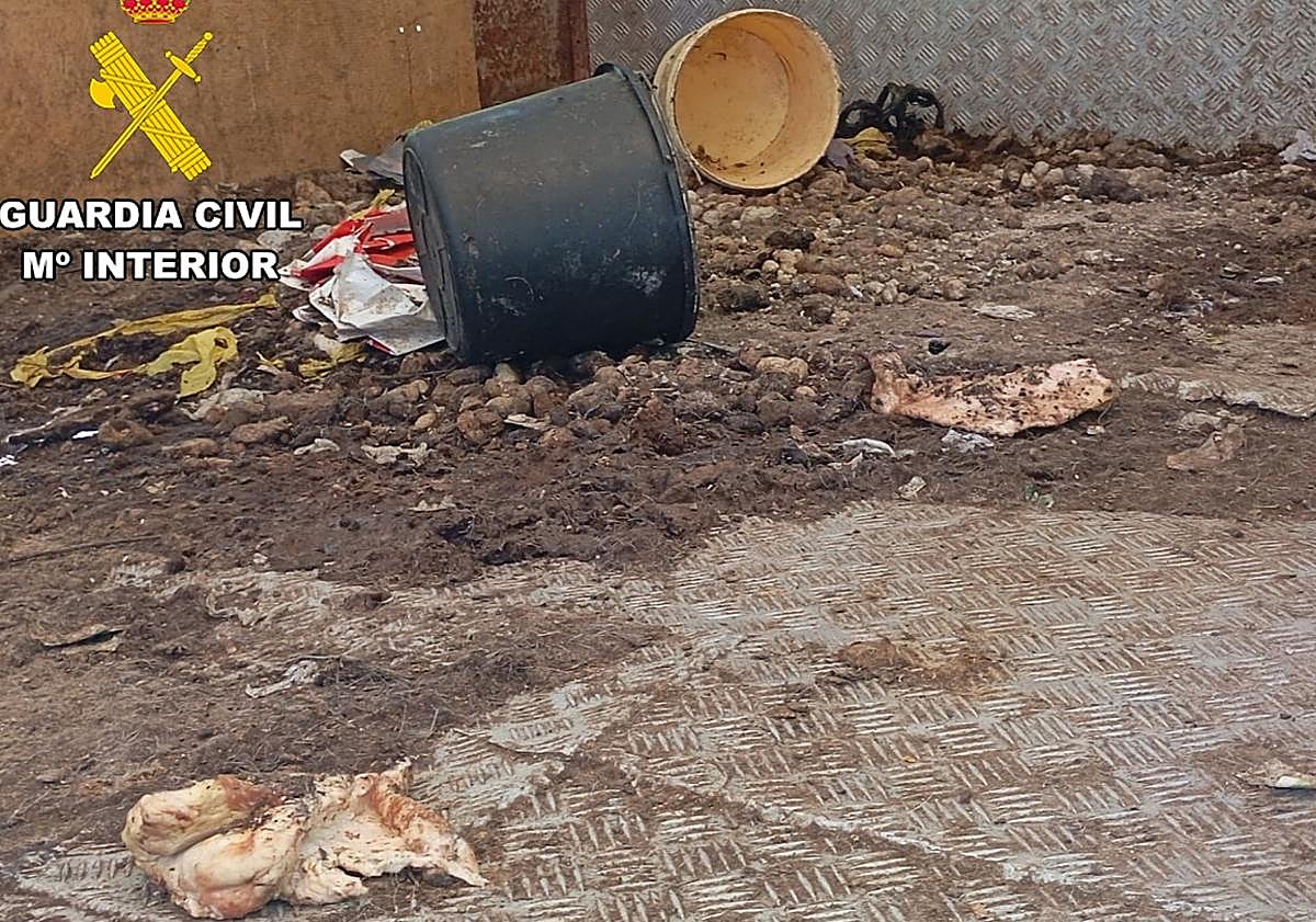 Imagen principal - Lugar donde vivían los animales maltratados.