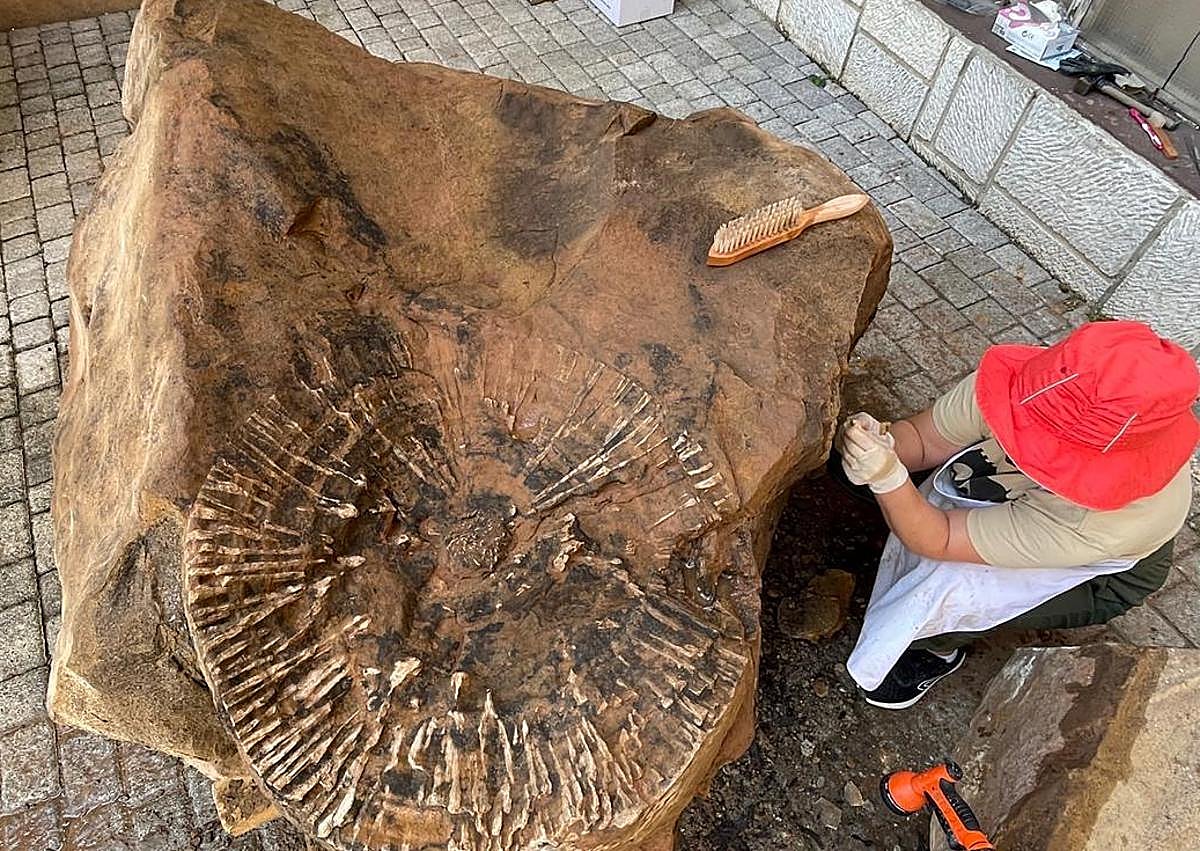 Imagen secundaria 1 - Trabajo y muestra de los árboles fósiles. 