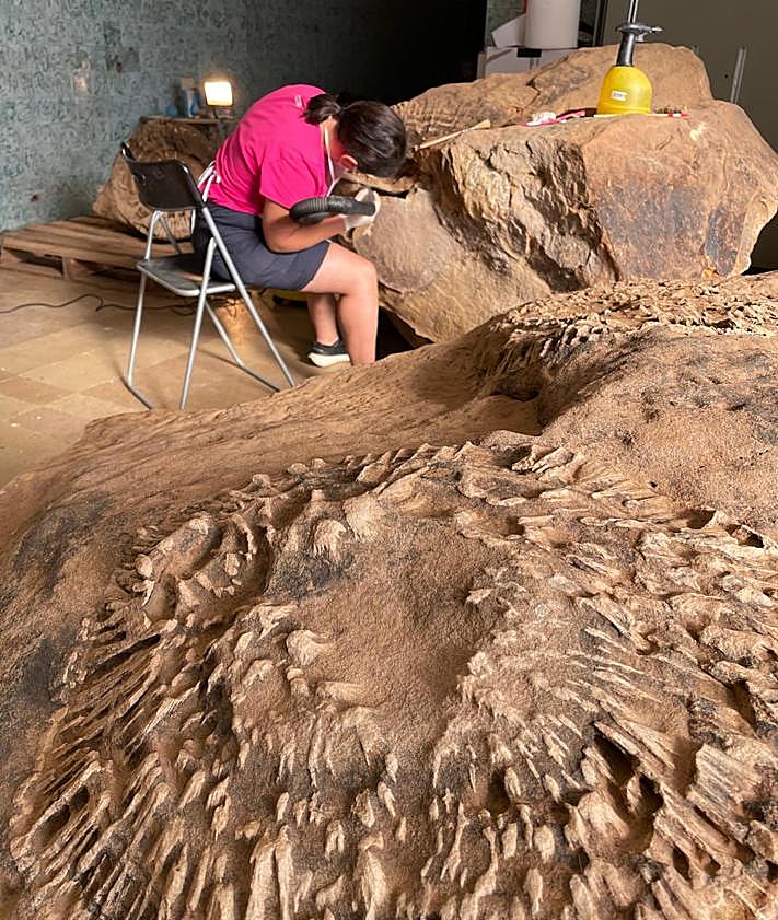 Imagen secundaria 2 - Trabajo y muestra de los árboles fósiles. 