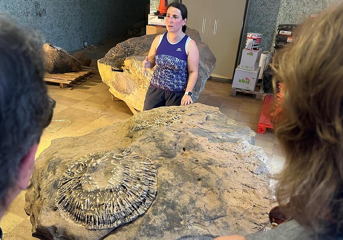 Imagen principal - Trabajo y muestra de los árboles fósiles. 