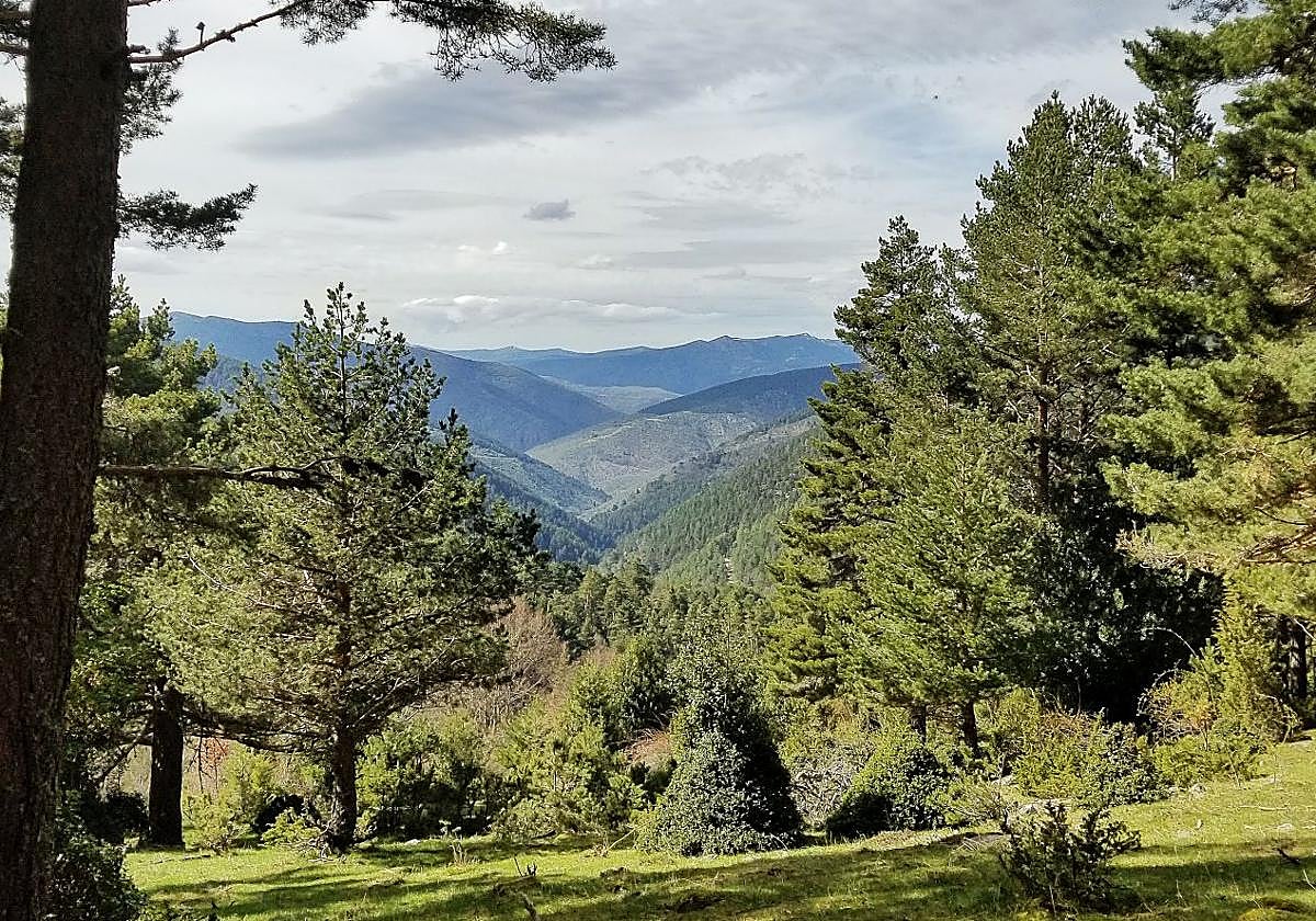 Imagen de un punto de un monte de Tierra de Pinares.