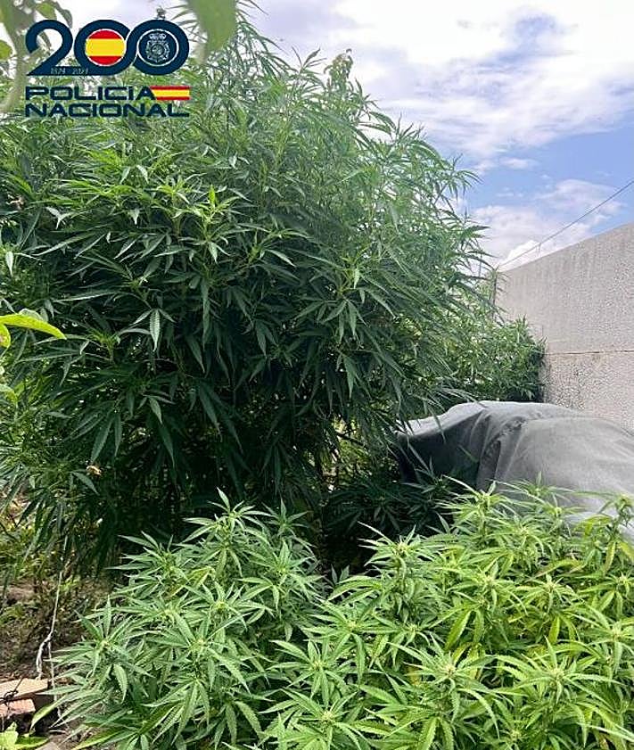 Imagen secundaria 2 - Detenido en Miranda tras ser sorprendido con 2,5 kilos de marihuana en su casa