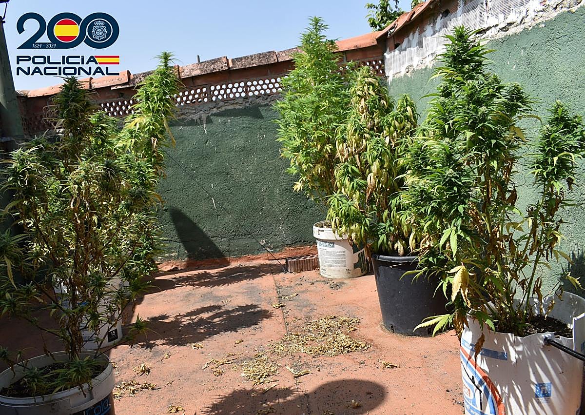 Imagen secundaria 1 - Detenido en Miranda tras ser sorprendido con 2,5 kilos de marihuana en su casa