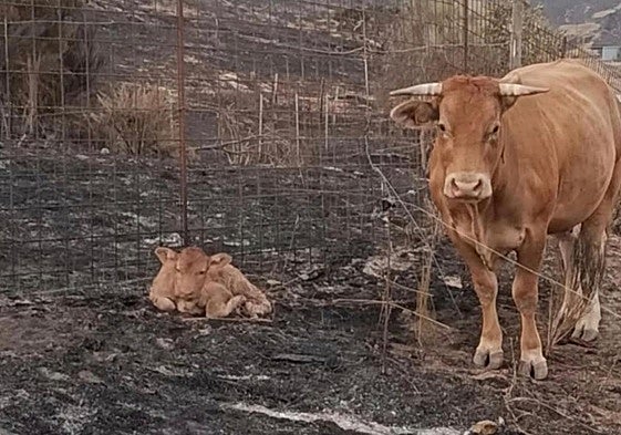 Algunas de las vacas de la zona de Sanabria entre pastos arrasados por los incendios.