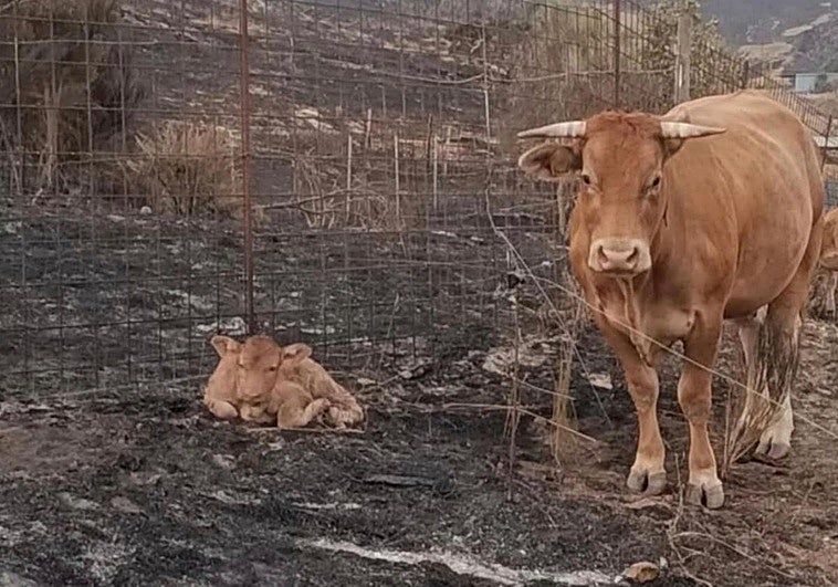 Algunas de las vacas de la zona de Sanabria entre pastos arrasados por los incendios.