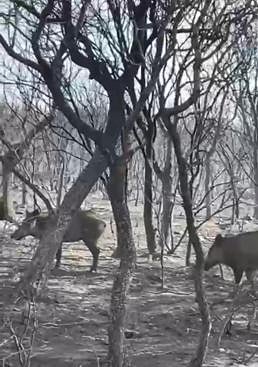 Imagen - Jabalíes en terrenos quemados.