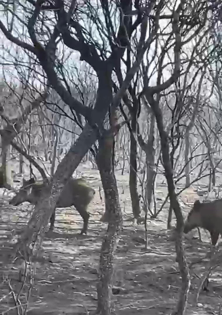 Imagen - Jabalíes en terrenos quemados.