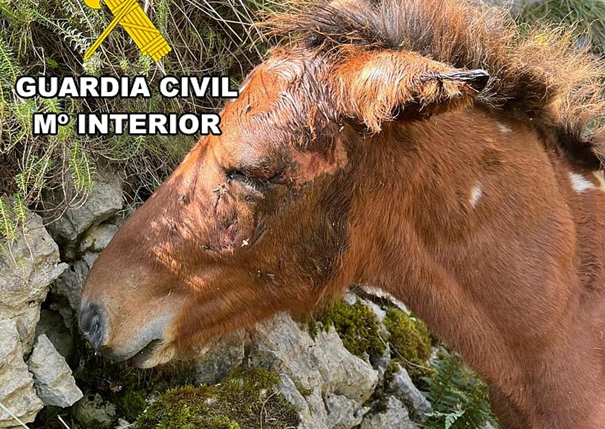 Imagen secundaria 1 - Potro rescatado en el norte de la provincia de Burgos.