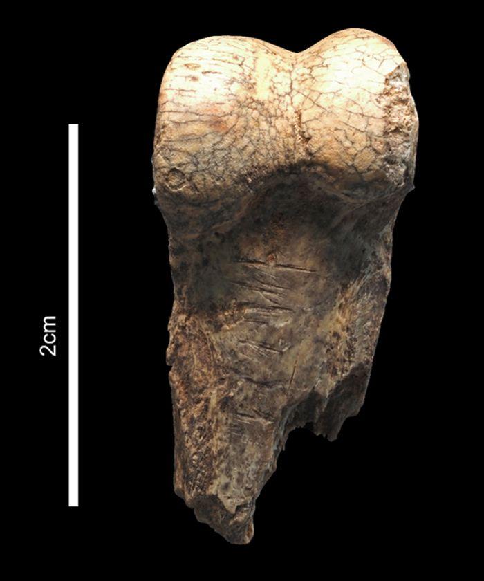 Falange de rebeco con marcas de corte.