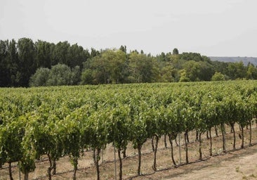 Los viñedos y huertas de Burgos, los más caros de Castilla y León