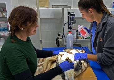 Los molinos eólicos matan 27 aves al mes en Burgos