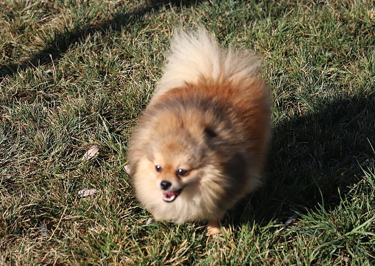 Imagen secundaria 1 - Imágenes de perros de las razas que han sido sustraídas.