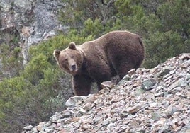 Imagen de archivo de un oso pardo. Fundación Oso Pardo.