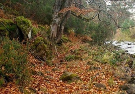 Sabinares del Arlanza - La Yecla.