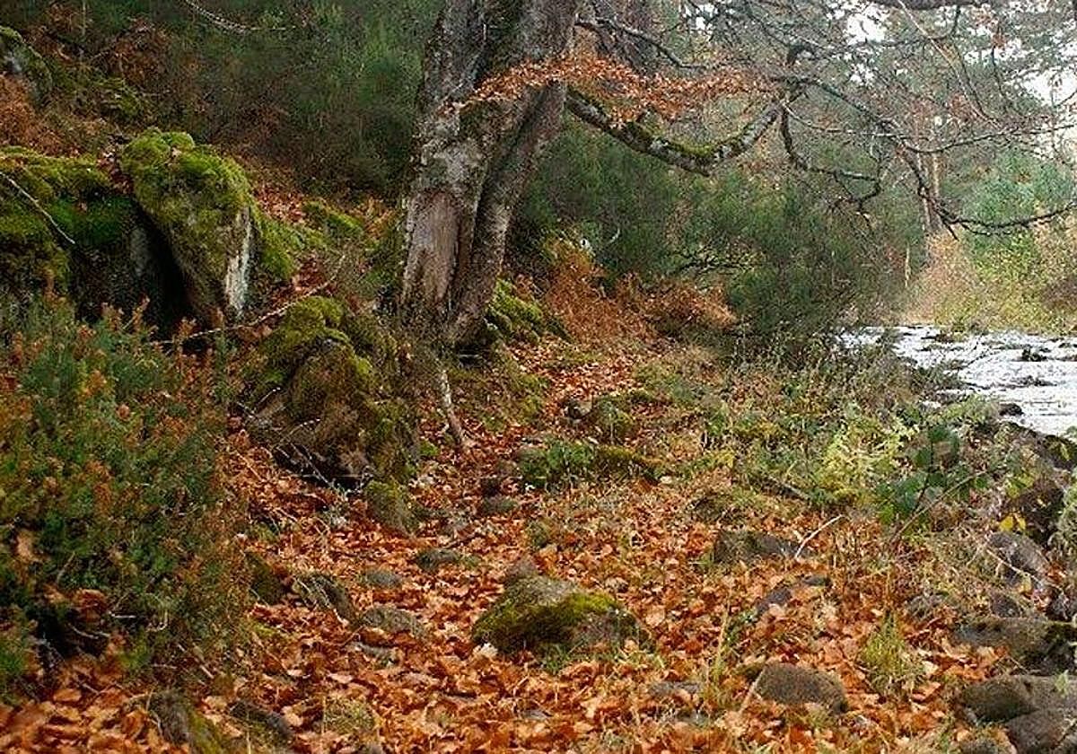 Sabinares del Arlanza - La Yecla.