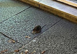 Un roedor en la calle San Juan este invierno pasado.