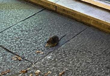 Niegan que Burgos sufra una plaga de ratas pese al incremento de los controles