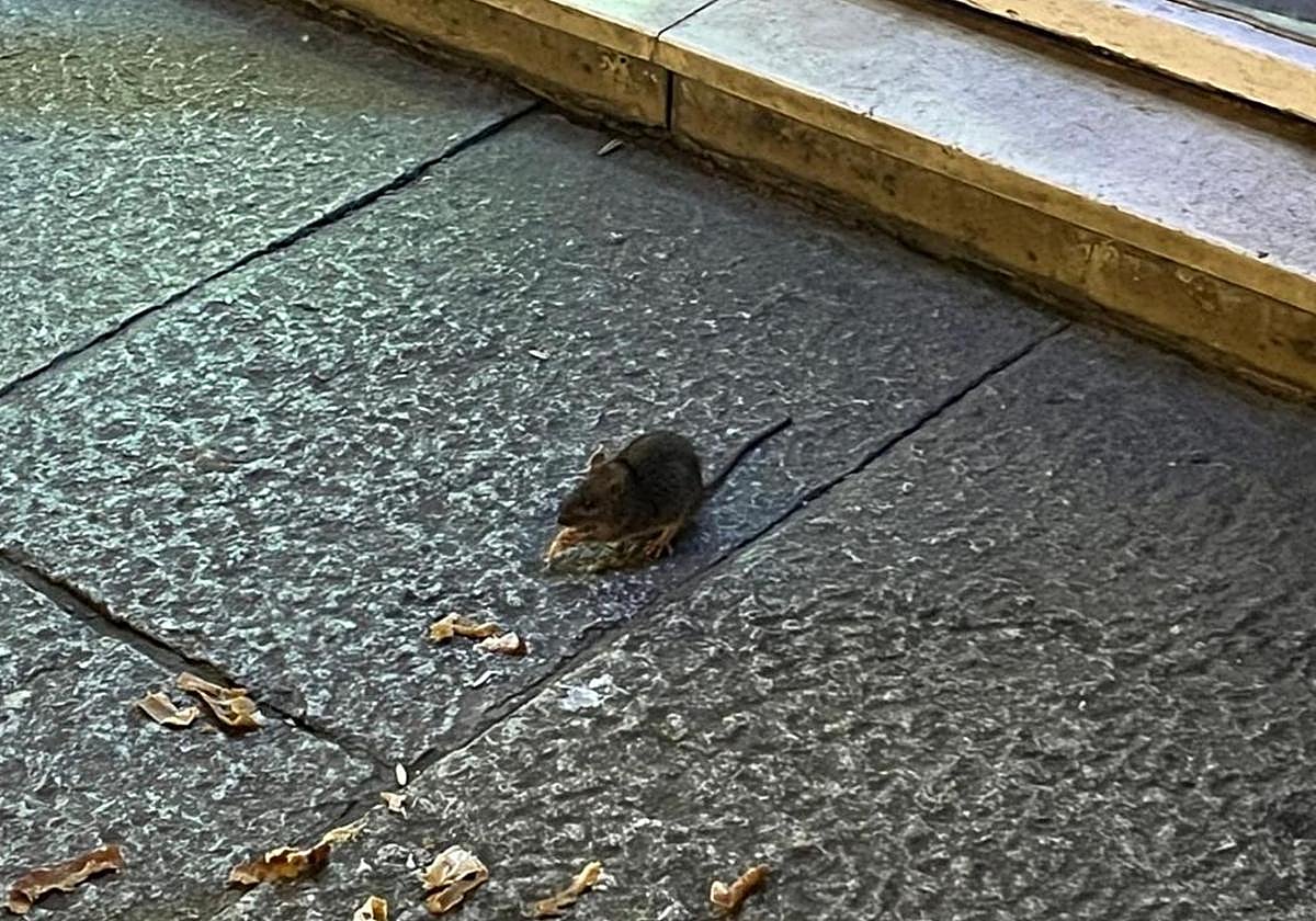 Un roedor en la calle San Juan este invierno pasado.
