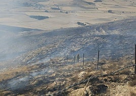 Un incendio forestal calcina ocho hectáreas de pino en un pueblo de Burgos