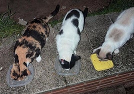 Colina de gatos siendo alimentada.