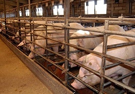 Imagen de archivo de una explotación ganadera de porcino en la provincia de Segovia.
