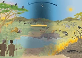 Factores que influyen en el comportamiento de carroñeo en los humanos.