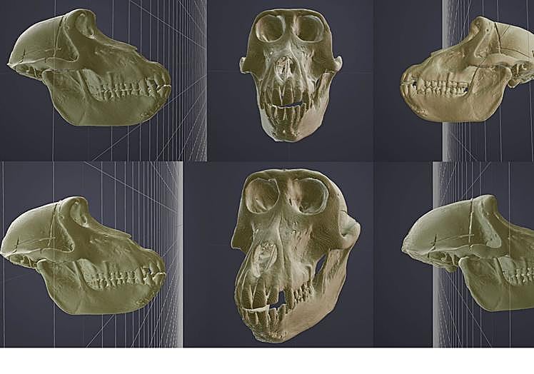 Cráneos de Babuinos escaneados.