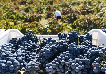 La añada 2024 de Ribera del Duero obtiene la calificación de 'Muy Buena'