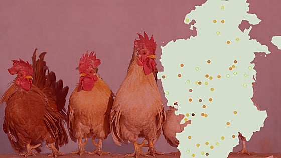 Burgos pierde 370.000 gallinas y otras aves en cinco años