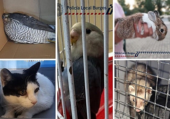 Algunos de los últimos animales recogidos por la Policía Local de Burgos en los últimos meses.