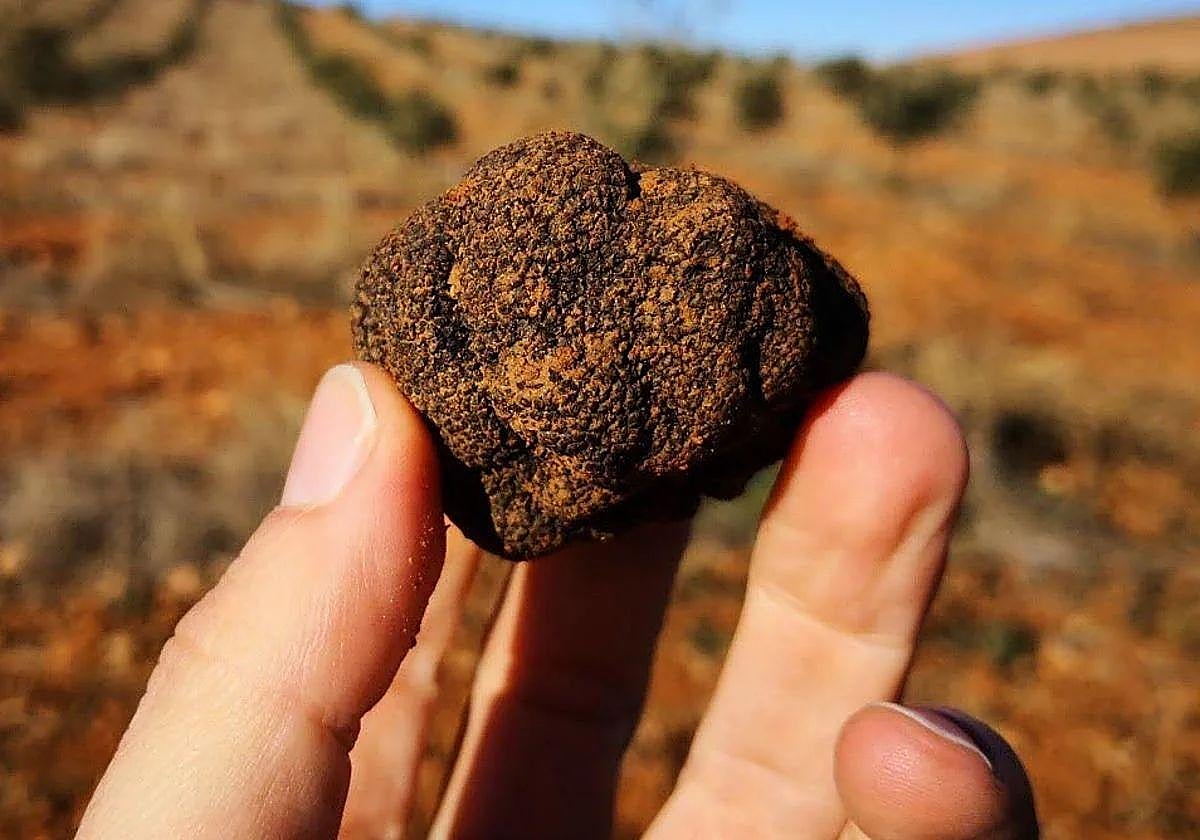 Imágen de una trufa negra recolectada en el campo.