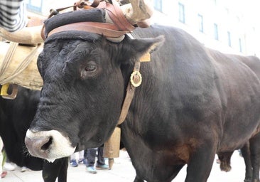 Siete razas autóctonas y más de 36.000 animales, Burgos protege su patrimonio ganadero