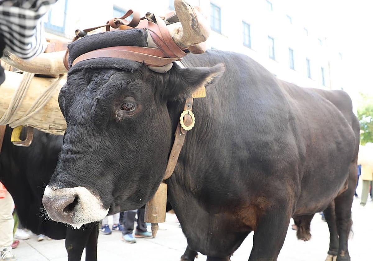 Ejemplar de vaca serrana negra en un evento de Burgos.