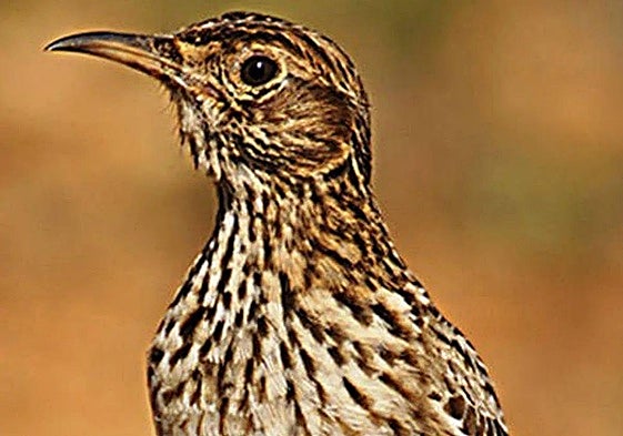 Imagen de arichivo de un ejemplar de alondra ricotí.