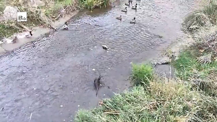 Sorpresa en el río Vena en el centro de Burgos por el avistamiento de un curioso animal