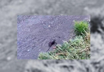 Una inesperada aparición en el río Vena sorprende en pleno centro de Burgos