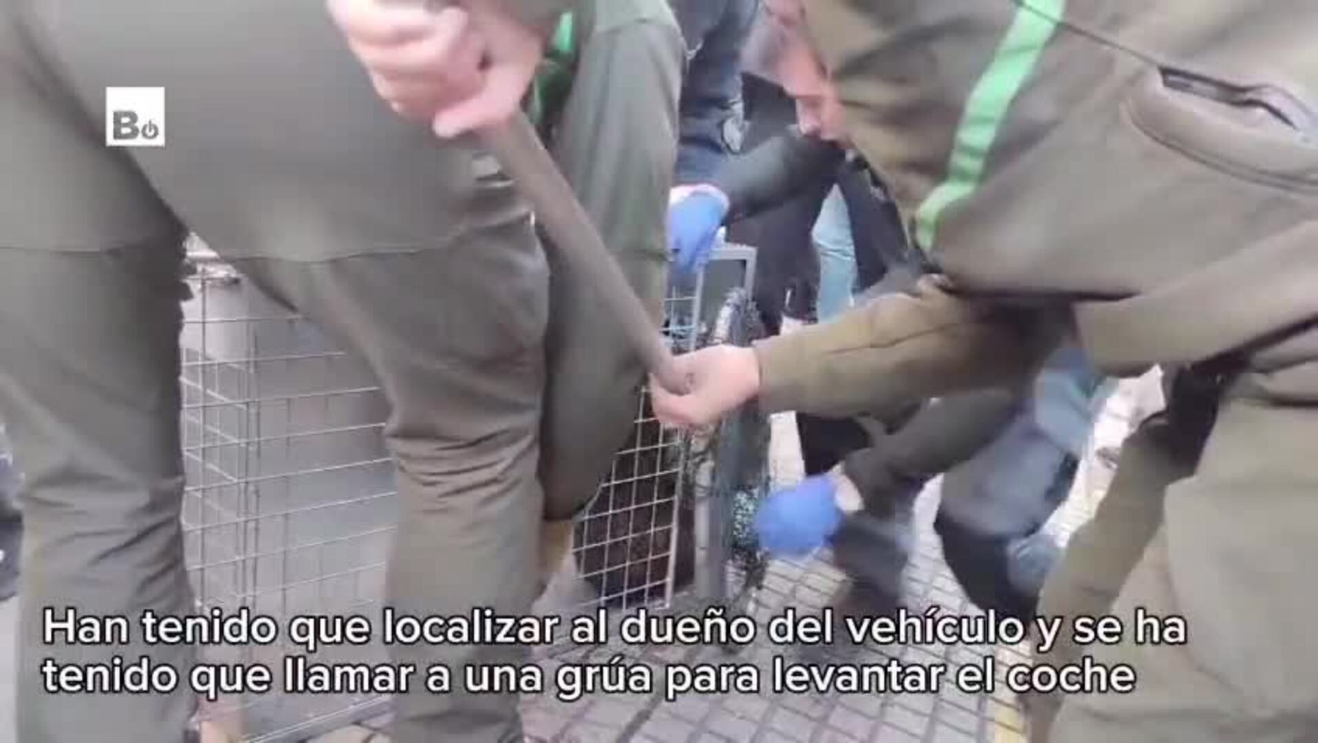 Rescate insólito en Burgos: salvan a una nutria despistada debajo de un coche