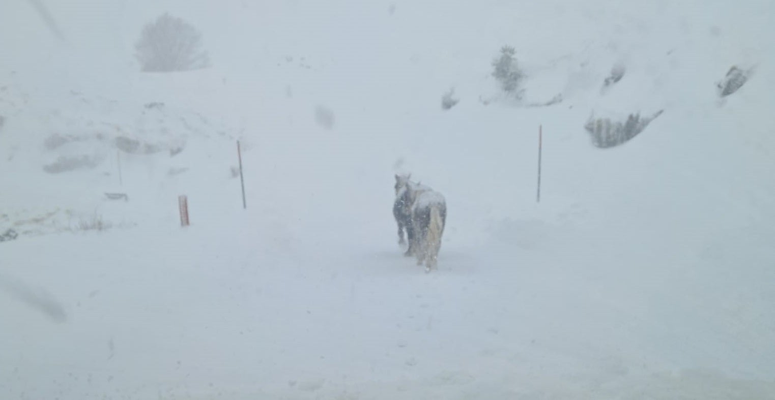 Las imágenes de la nieve que ha caído en Burgos