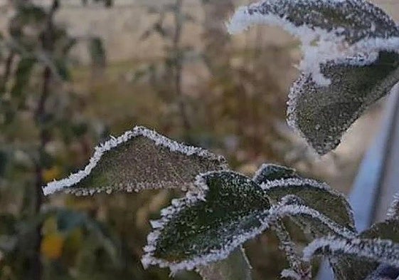 Las heladas han sido generalizadas la pasada madrugada en Castilla y León.