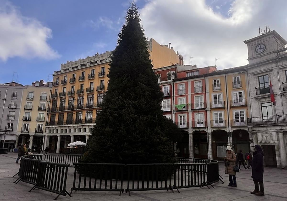 El viernes pasado se colocó el árbol en la Plaza Mayor.