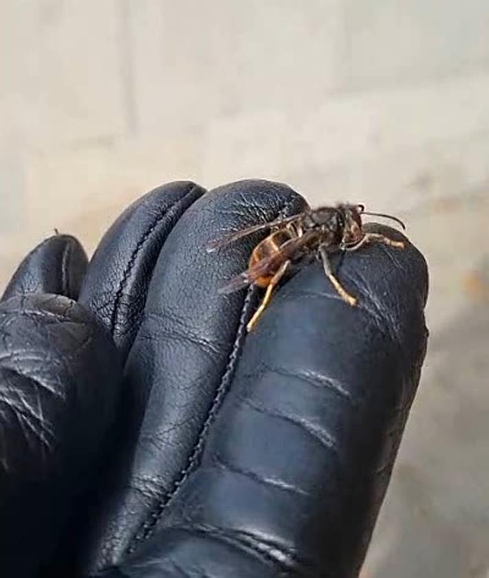 Imagen secundaria 2 - Retirada del nido de avispa asiática por parte de los Bomberos de Burgos y un vecino de Burgos con una en la mano.