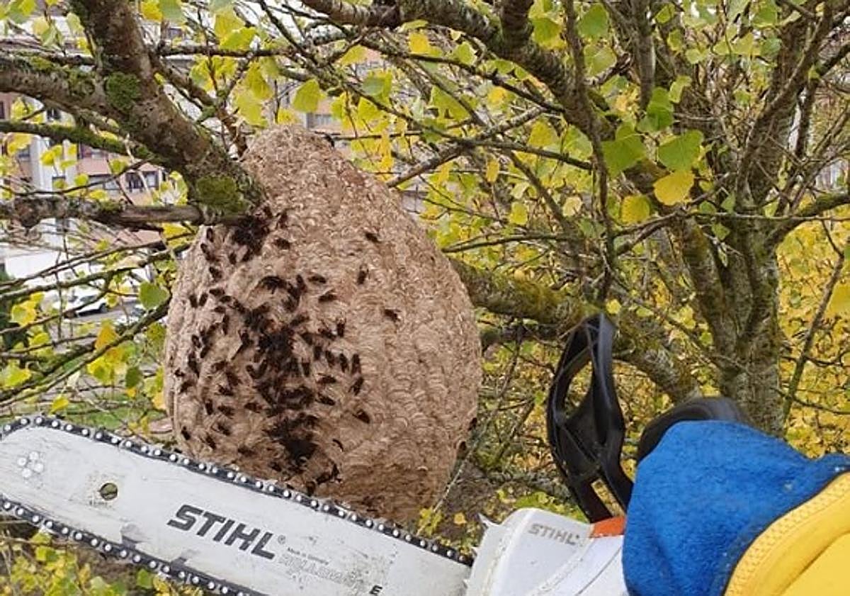 Imagen principal - Retirada del nido de avispa asiática por parte de los Bomberos de Burgos y un vecino de Burgos con una en la mano.