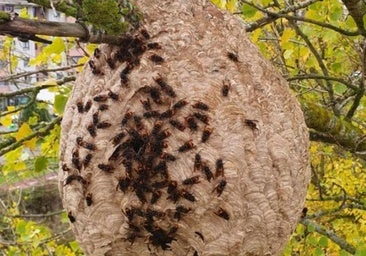 Los Bomberos de Burgos retiran nidos de avispa asiática mientras la especie ya merodea por el centro de la ciudad