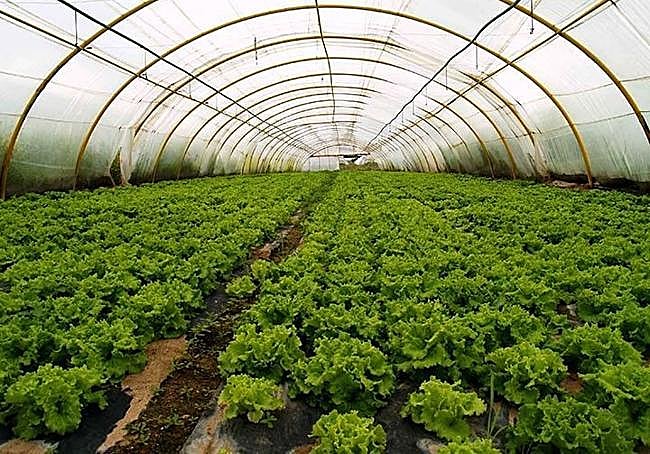 nvernadero de lechugas de Medina