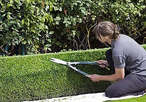 Castilla y León convocó este año 38 millones de euros para financiar estas acciones.